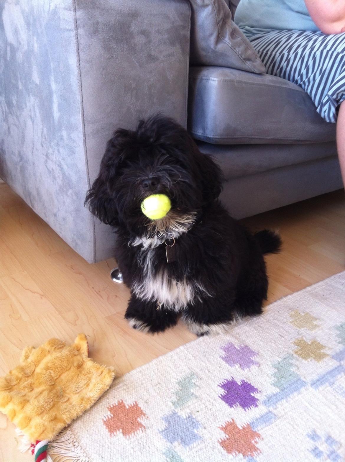 Bichon havanais Alpha billede 17