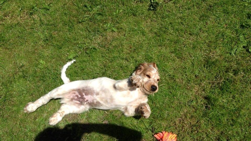 Cocker spaniel Karlo billede 1