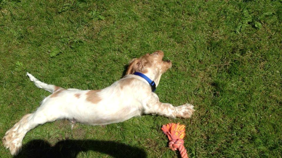 Cocker spaniel Karlo billede 2