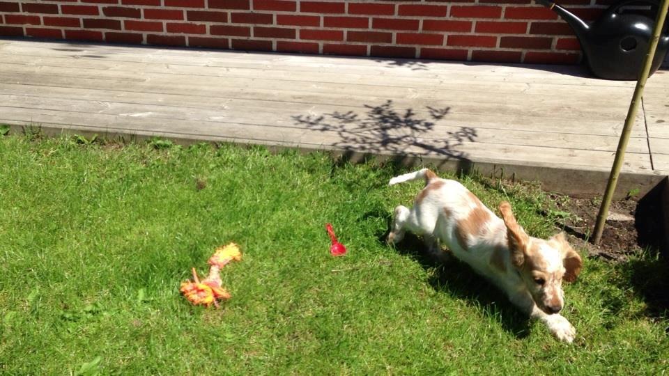 Cocker spaniel Karlo billede 3