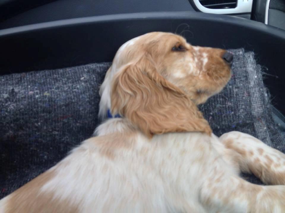 Cocker spaniel Karlo billede 4