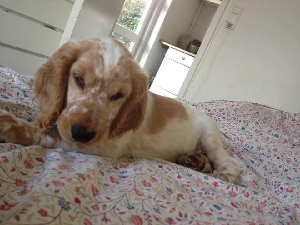 Cocker spaniel Karlo billede 5