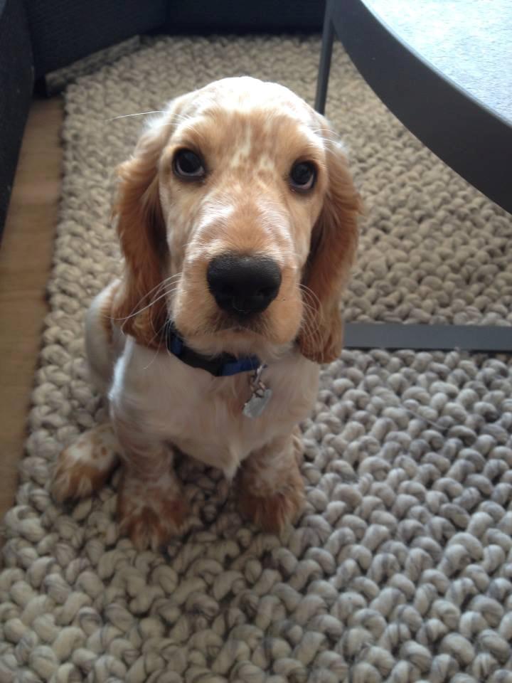 Cocker spaniel Karlo billede 6