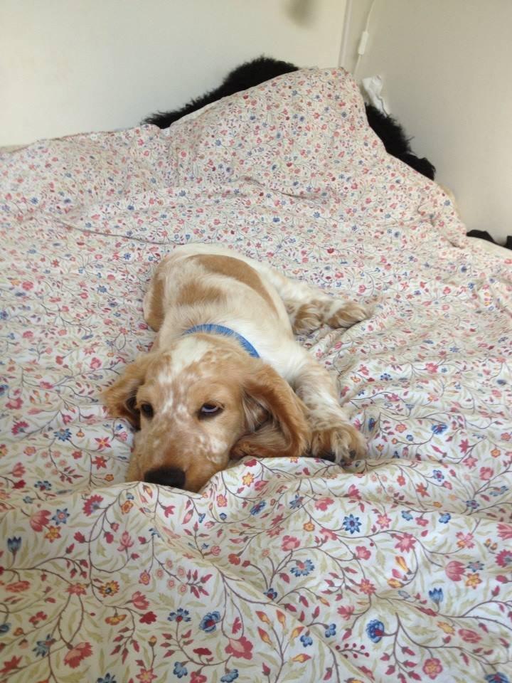 Cocker spaniel Karlo billede 7