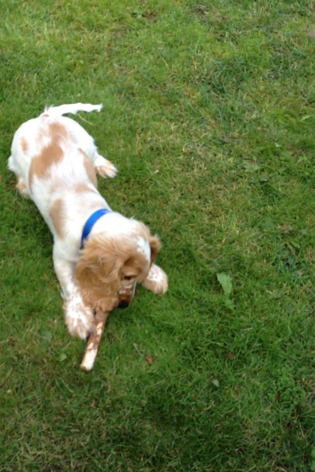 Cocker spaniel Karlo billede 8