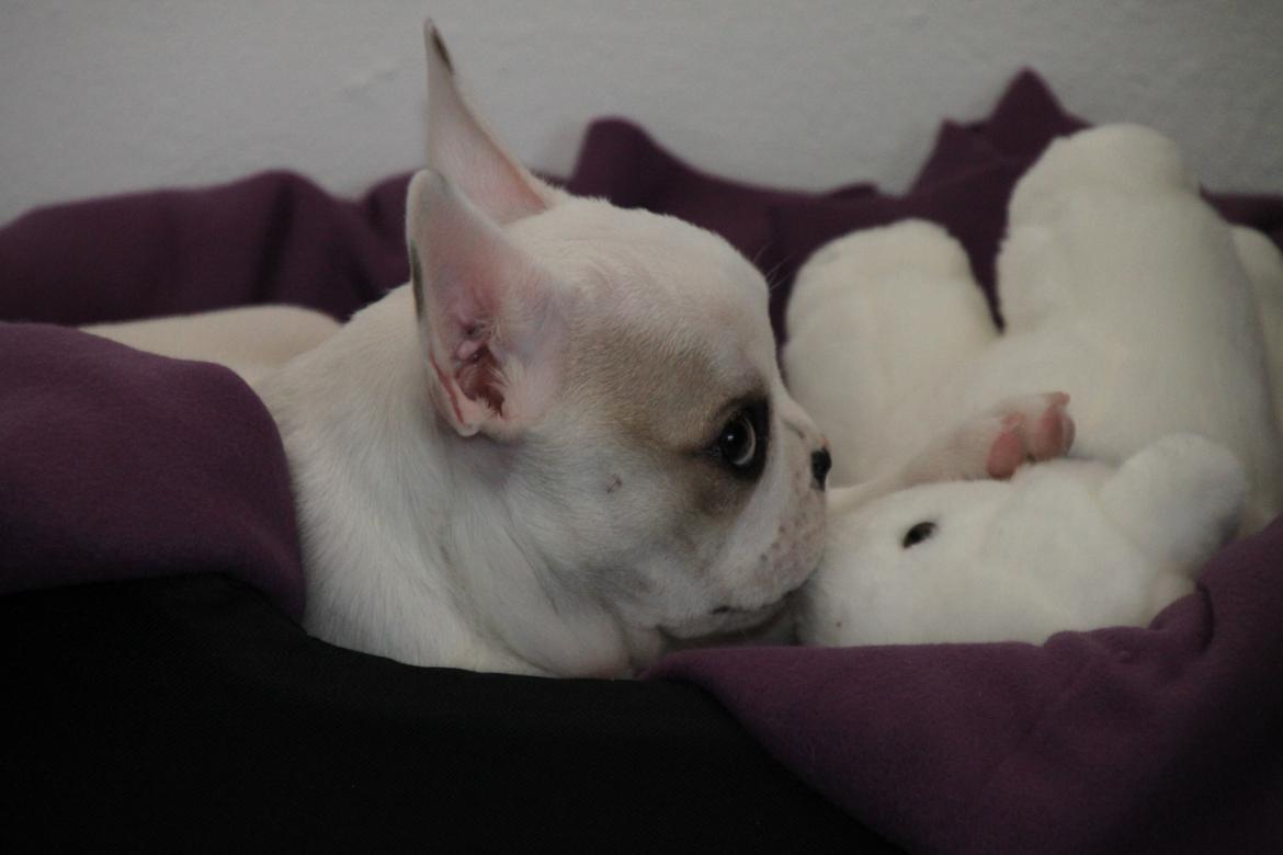 Fransk bulldog Møffe (Bjarne). - 14 uger gammel. billede 24