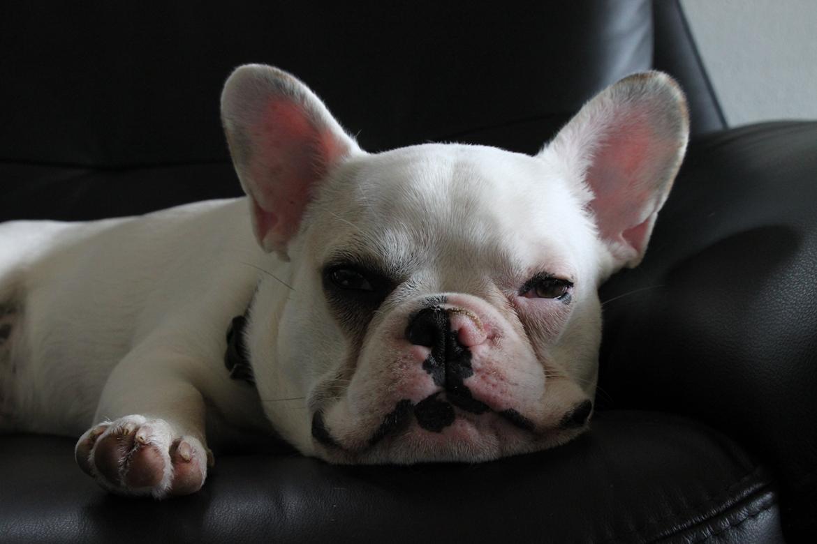 Fransk bulldog Møffe (Bjarne). billede 20