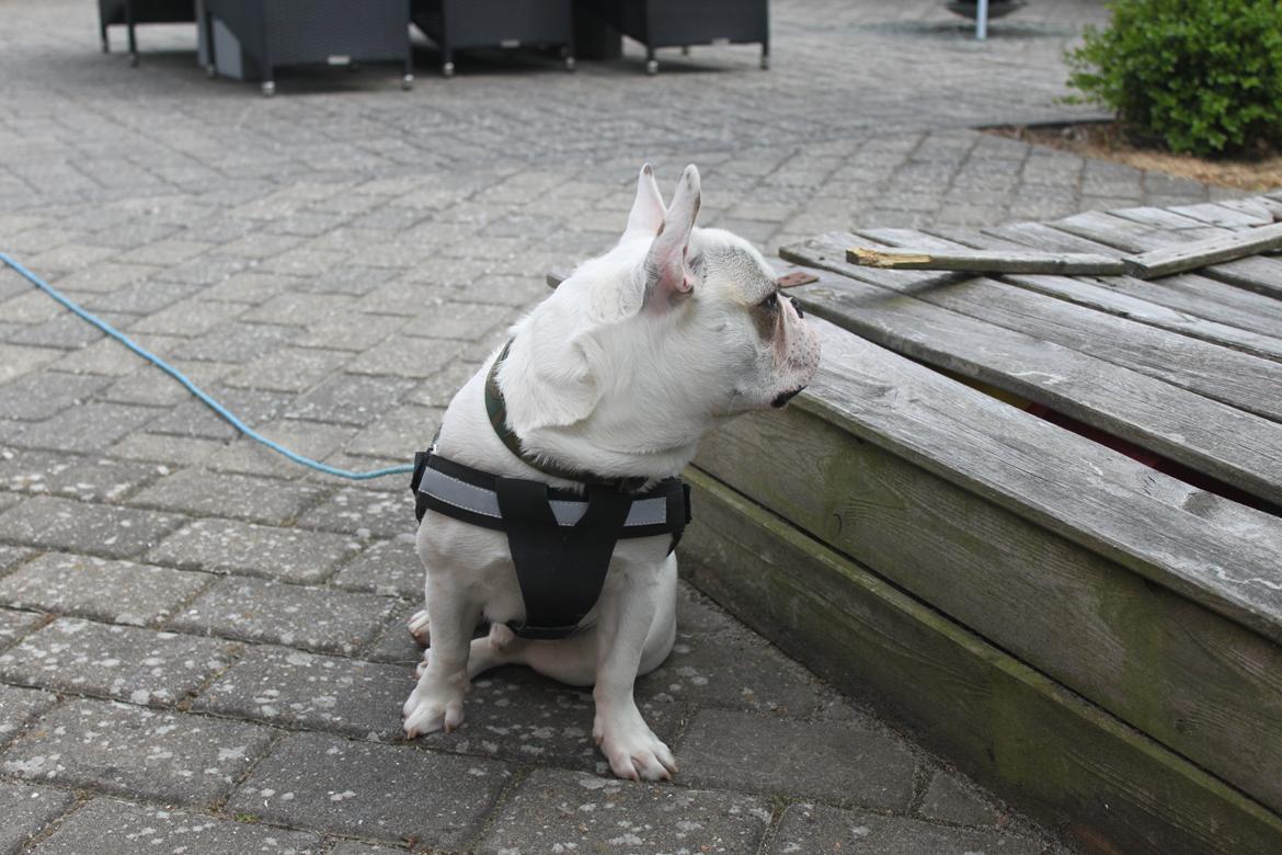 Fransk bulldog Møffe (Bjarne). billede 14