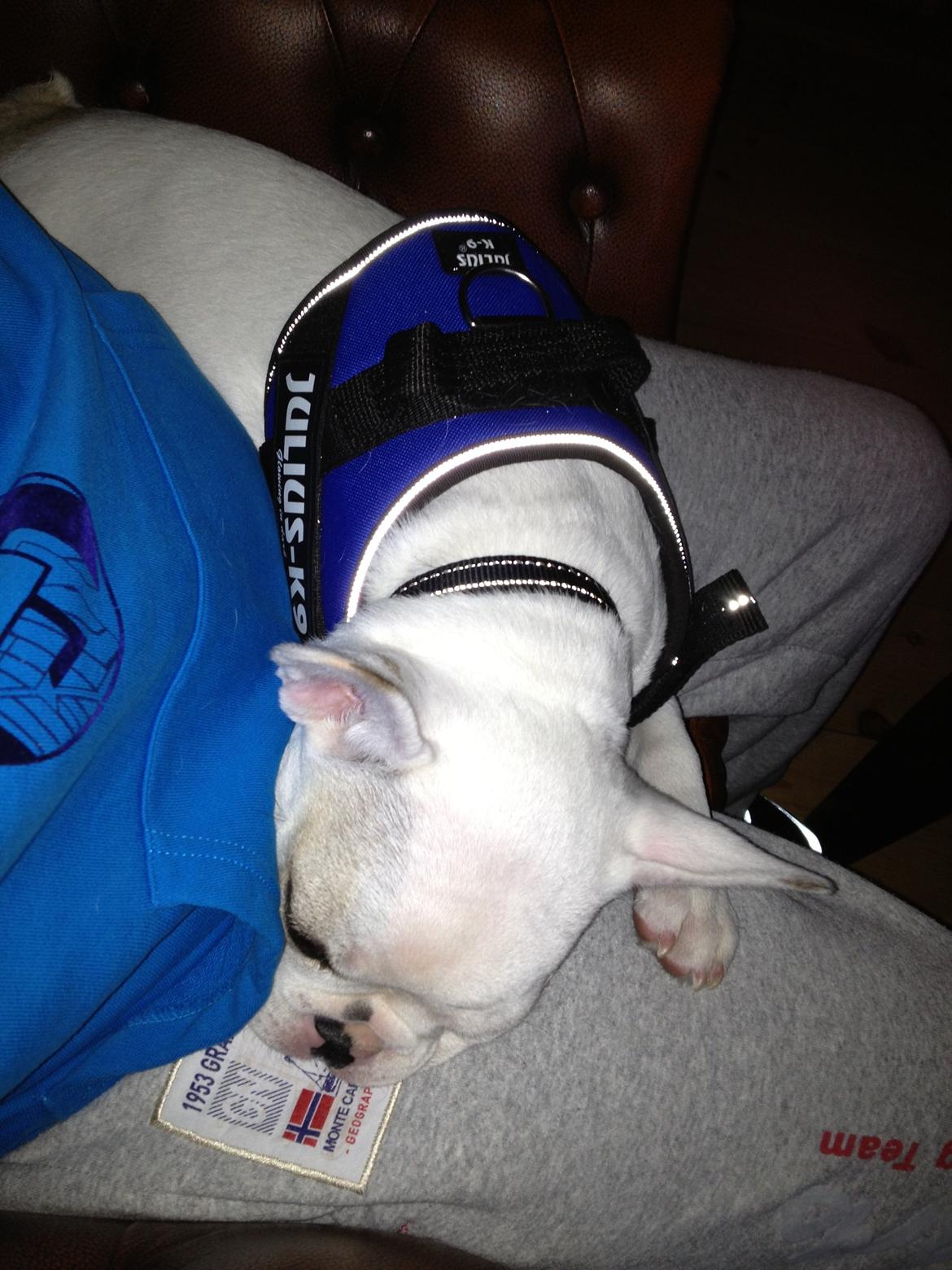 Fransk bulldog Møffe (Bjarne). - Det er hårdt at være så sej en lille hund ;-) billede 18