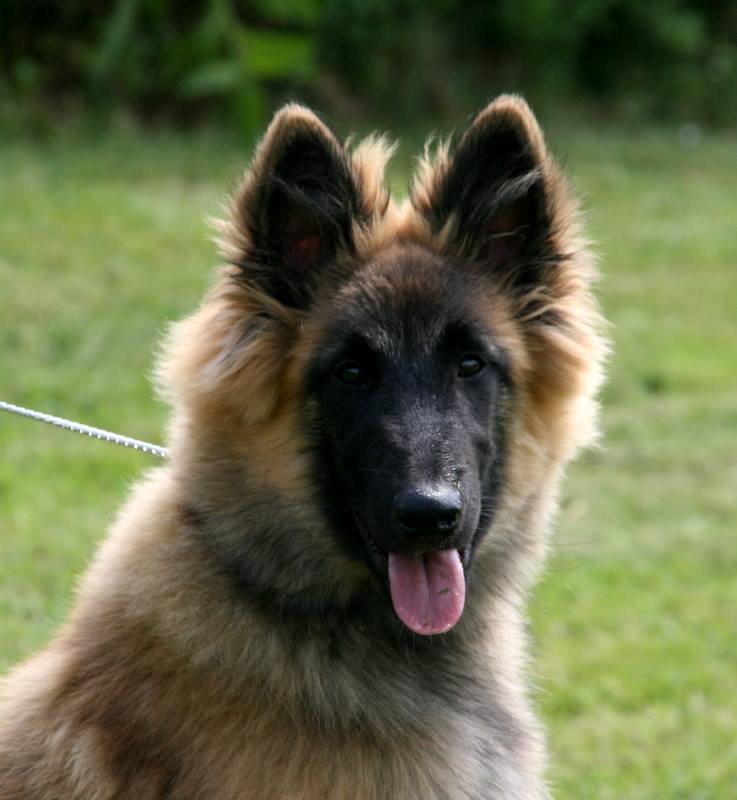 Tervueren Dailee (udtales dejlig) billede 1