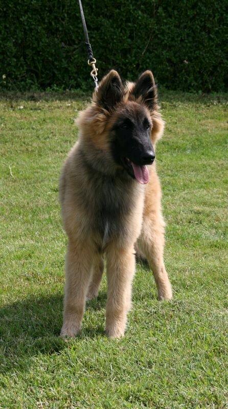 Tervueren Dailee (udtales dejlig) billede 2