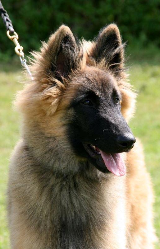 Tervueren Dailee (udtales dejlig) billede 3