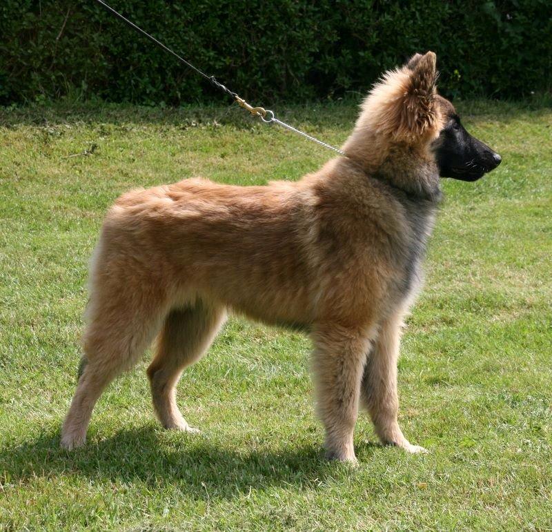 Tervueren Dailee (udtales dejlig) billede 4