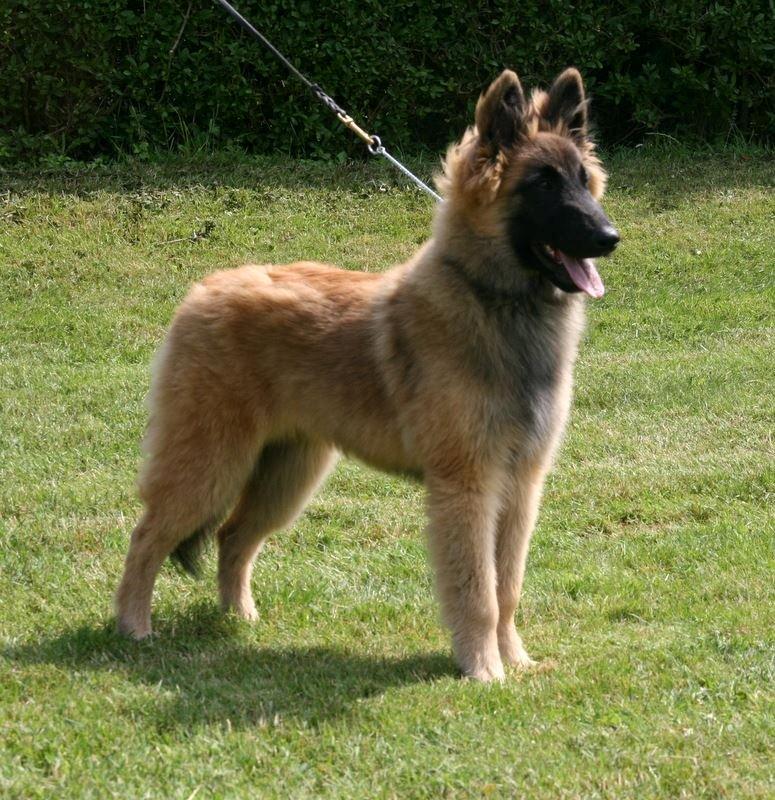Tervueren Dailee (udtales dejlig) billede 5