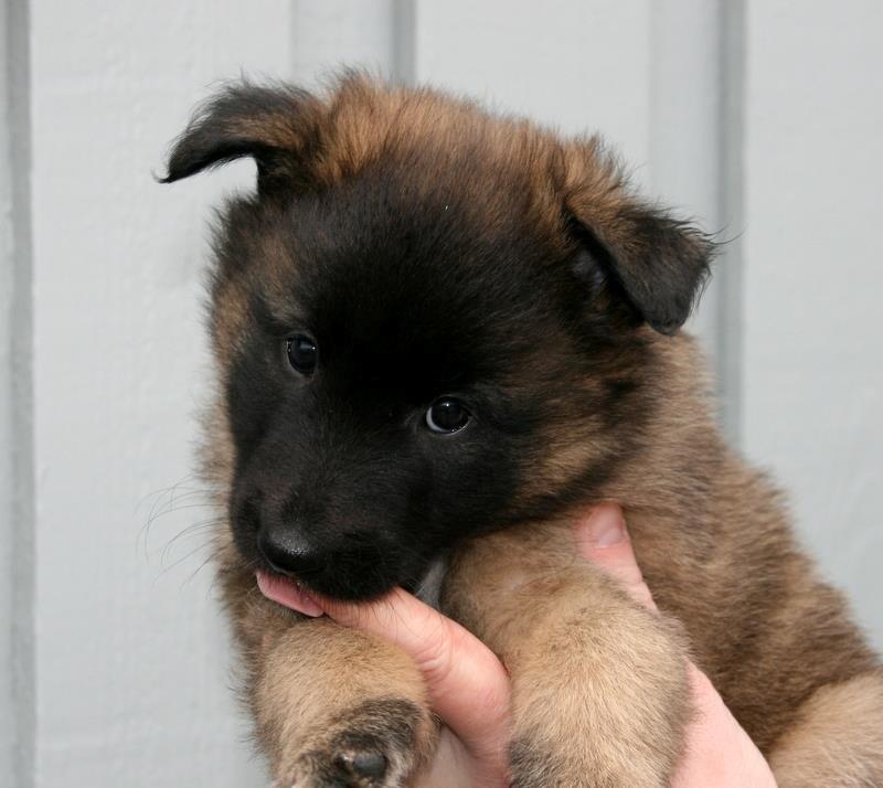 Tervueren Dailee (udtales dejlig) billede 7