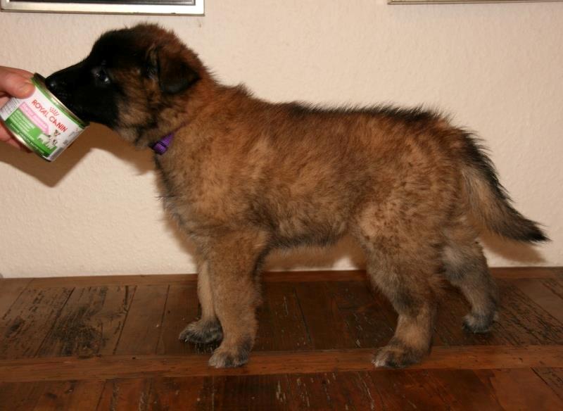 Tervueren Dailee (udtales dejlig) billede 8