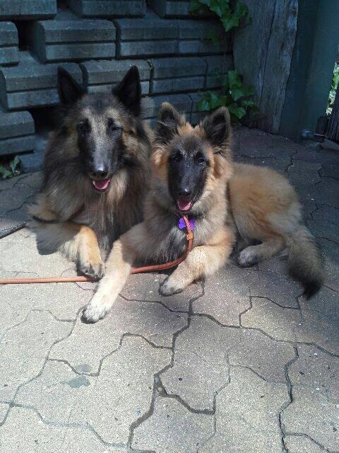 Tervueren Dailee (udtales dejlig) billede 9