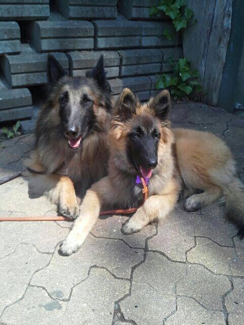 Tervueren Dailee (udtales dejlig) billede 10