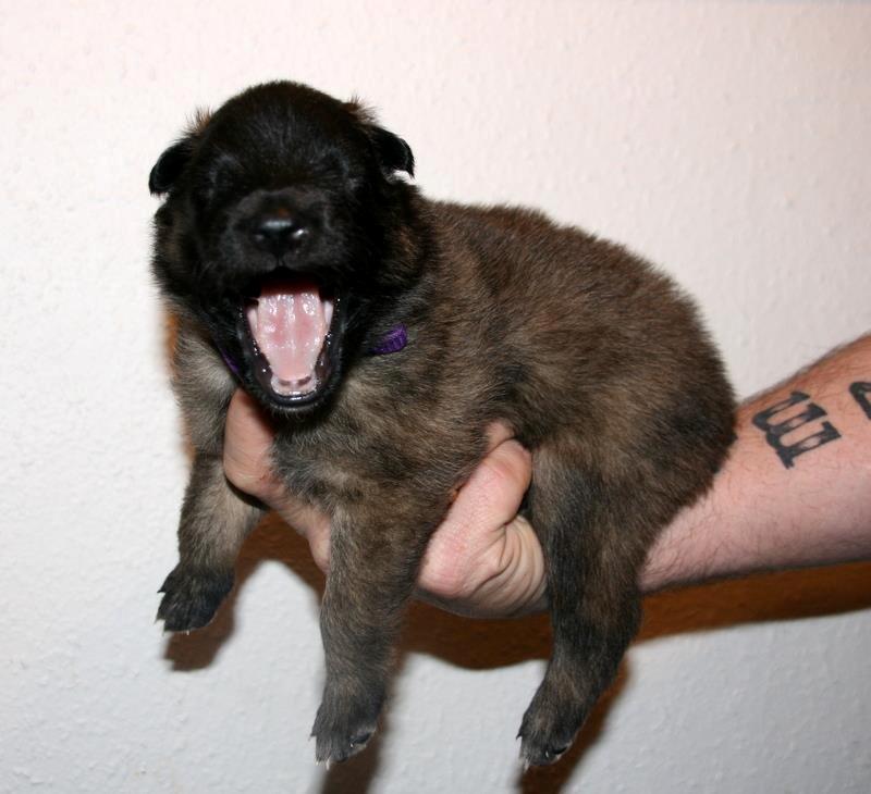 Tervueren Dailee (udtales dejlig) billede 11