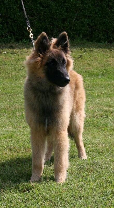 Tervueren Dailee (udtales dejlig) billede 12