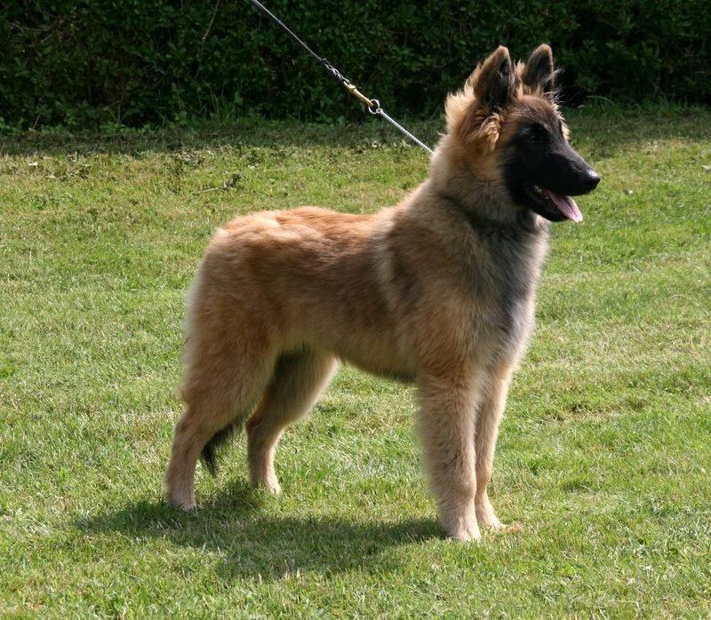 Tervueren Dailee (udtales dejlig) billede 13