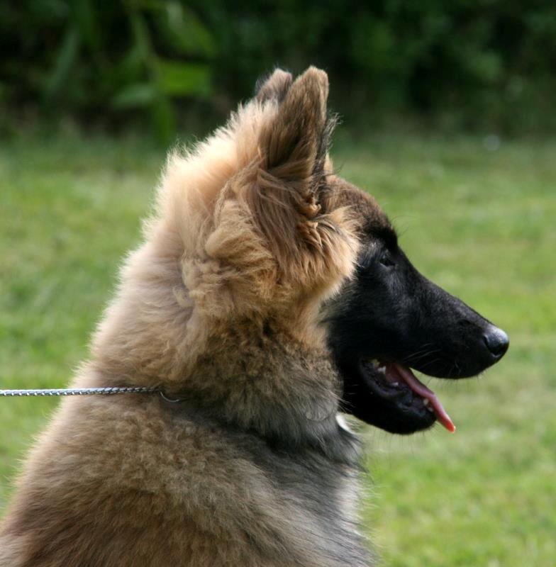 Tervueren Dailee (udtales dejlig) billede 14