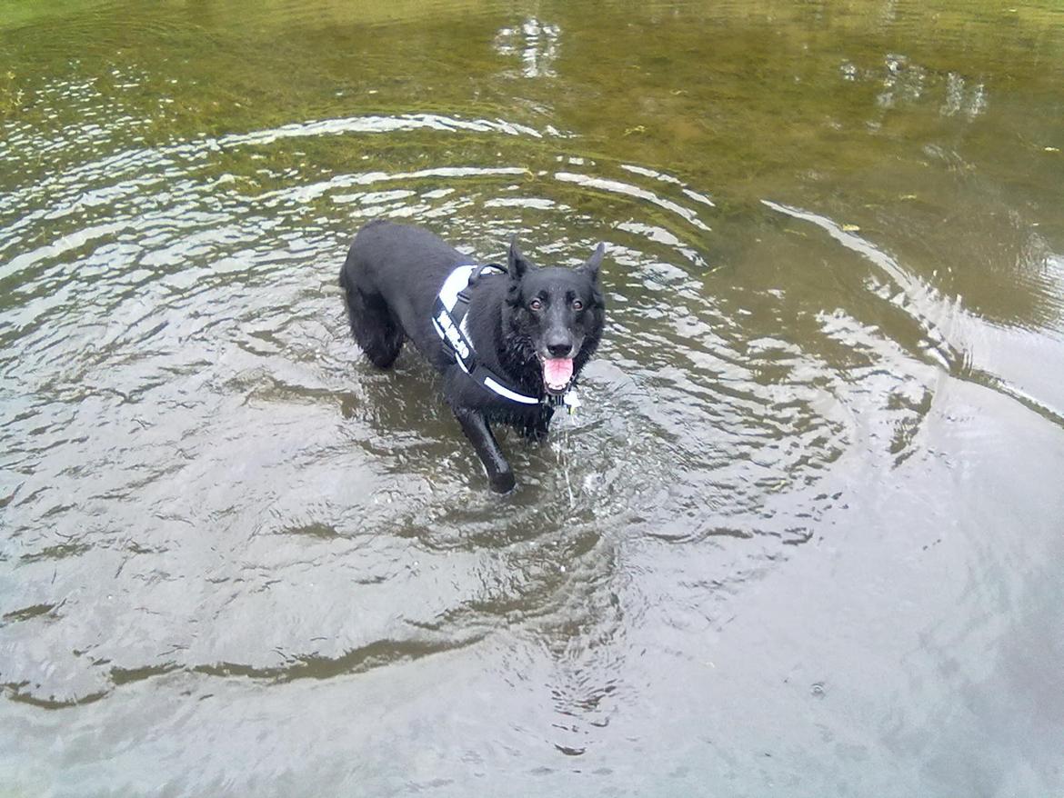 Schæferhund King - 27/6-13 billede 15