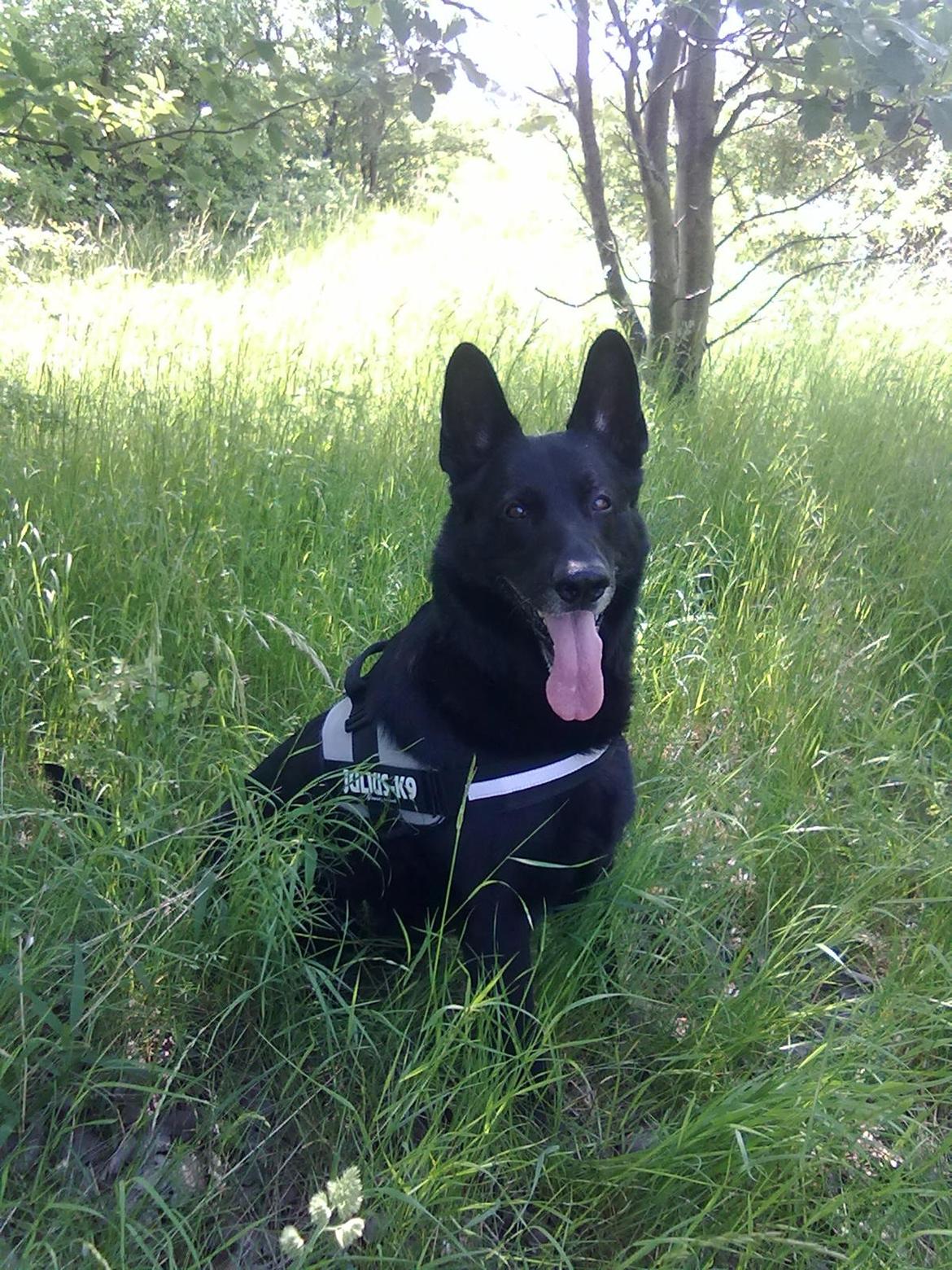 Schæferhund King - 12/6-13 billede 4