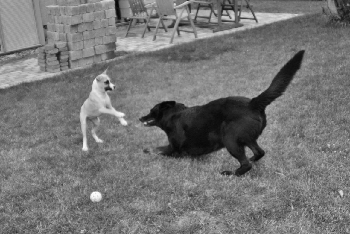 Schæferhund King - 27/6-13 billede 7