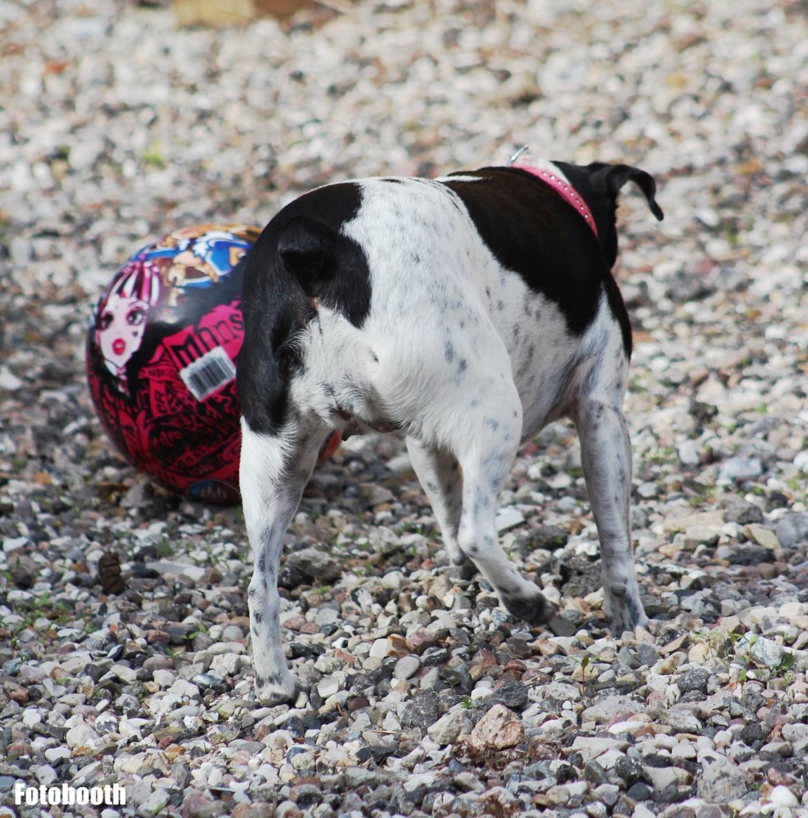 Dansk svensk gaardhund Freja billede 1