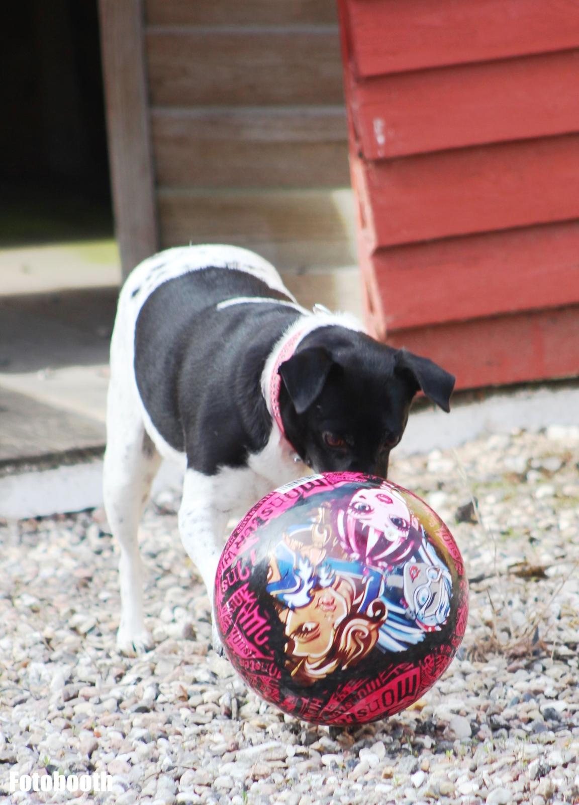 Dansk svensk gaardhund Freja billede 2