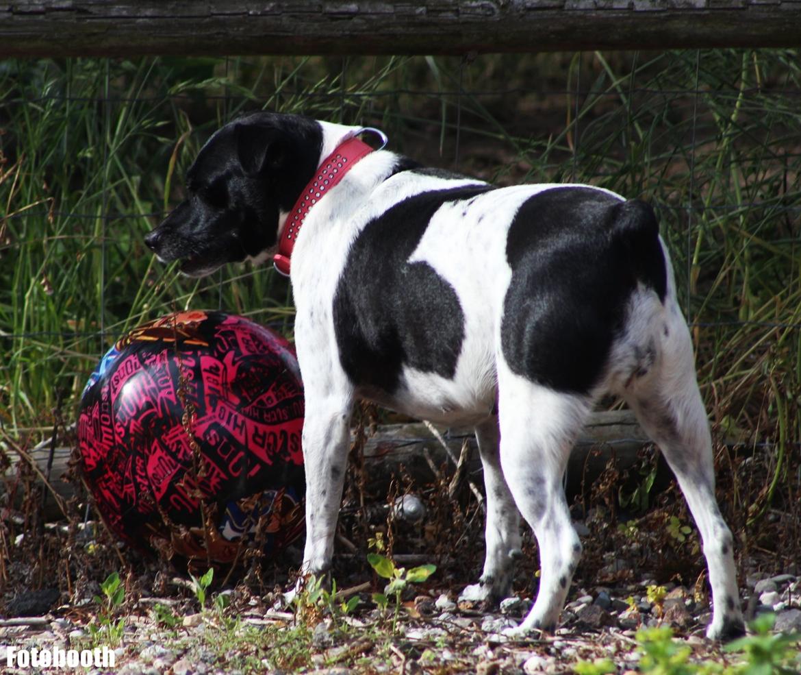 Dansk svensk gaardhund Freja billede 4