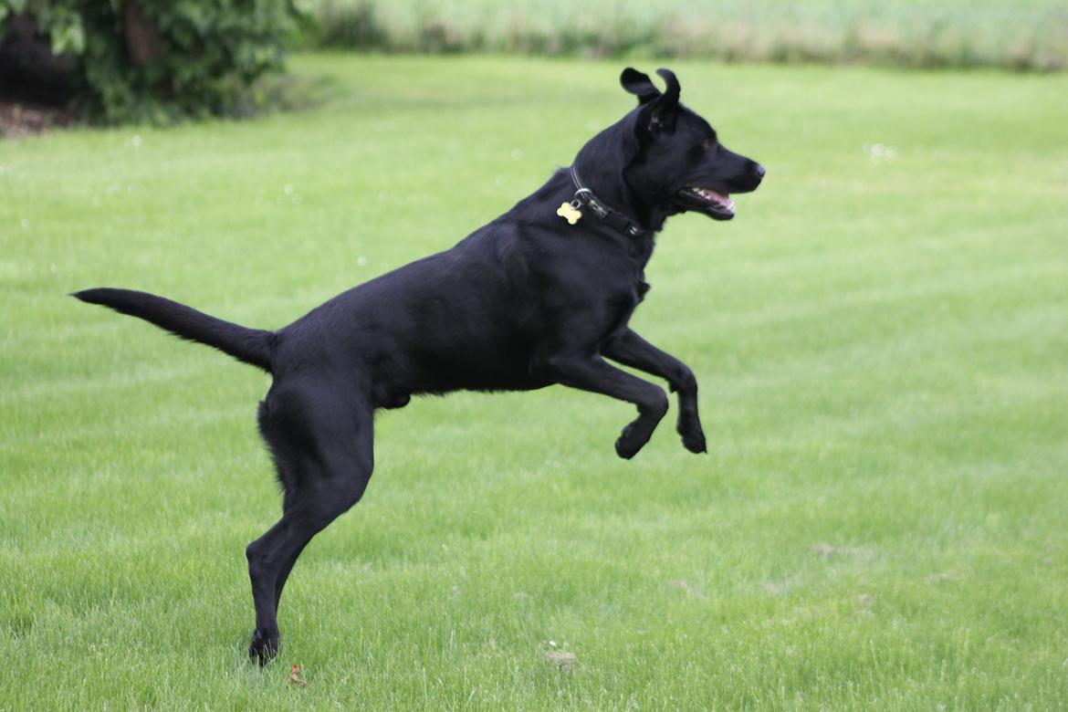 Blanding af racer Fredenslund's Andy - Andy 17 mdr. <3 Han synes det er sjovt at hestene pludselig er kommet hjem! :) Foto: Sanni billede 3