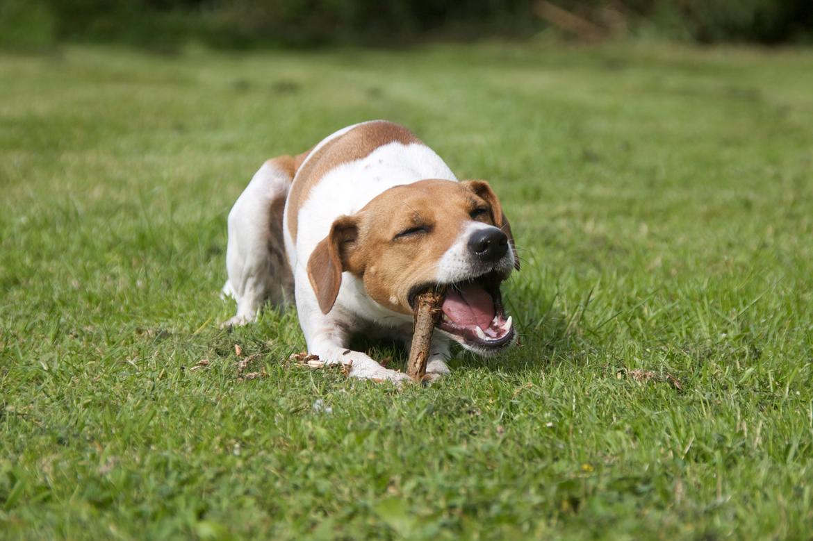 Blanding af racer Johna Stockton - Lykken er en god pind. Juni 2013 billede 18