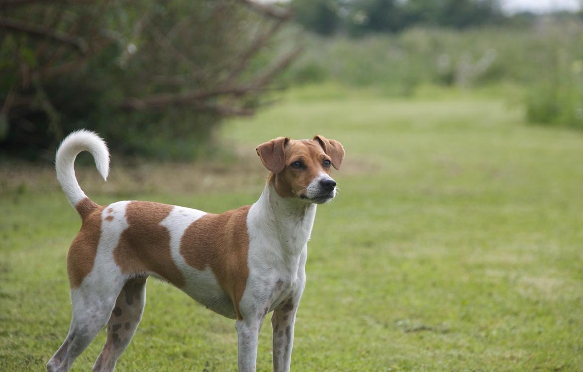 Blanding af racer Johna Stockton - Smukke Johna 2 år gammel, juni 2013 billede 19
