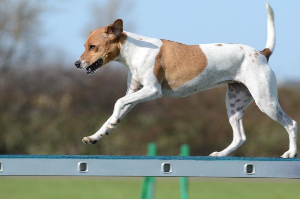 Blanding af racer Johna Stockton - Johna på balancen, 2 år gammel 2013 billede 20