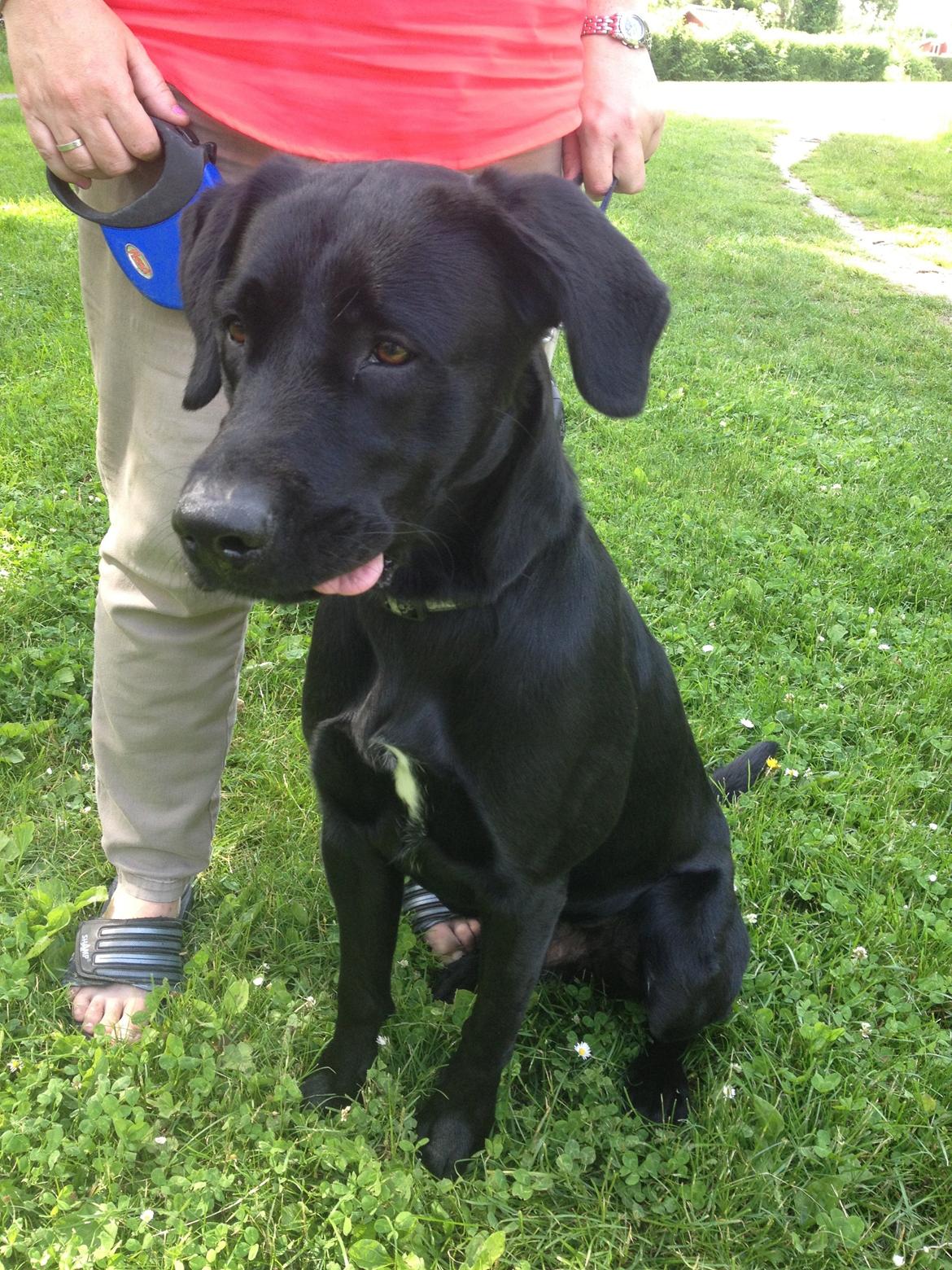 Labrador retriever Balou billede 5