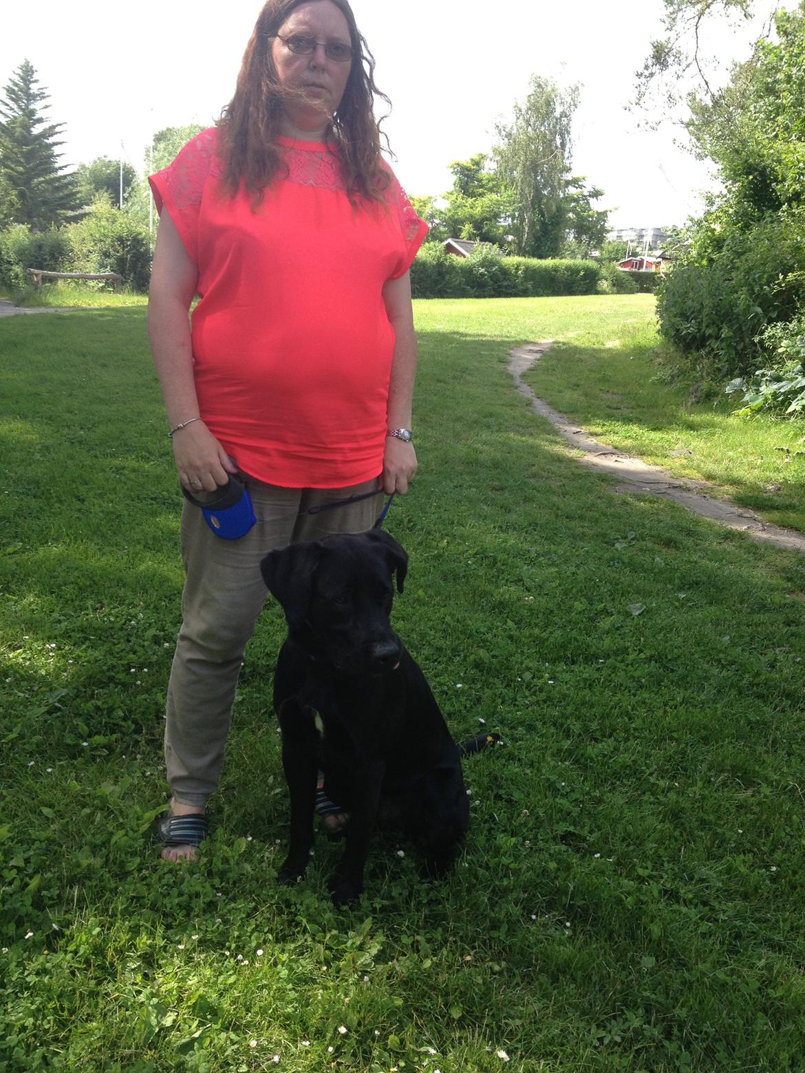 Labrador retriever Balou billede 6