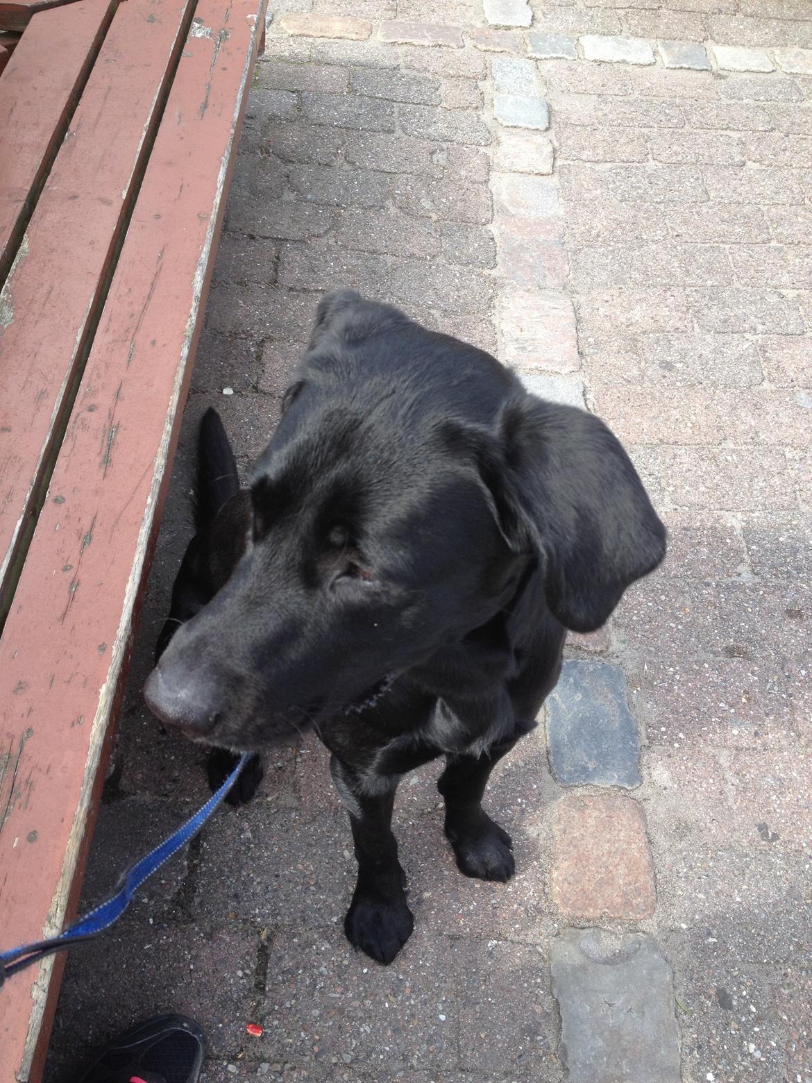 Labrador retriever Balou billede 7