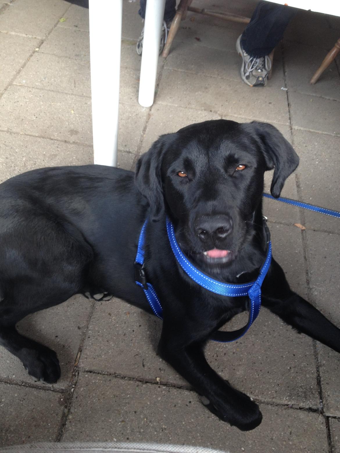 Labrador retriever Balou billede 8