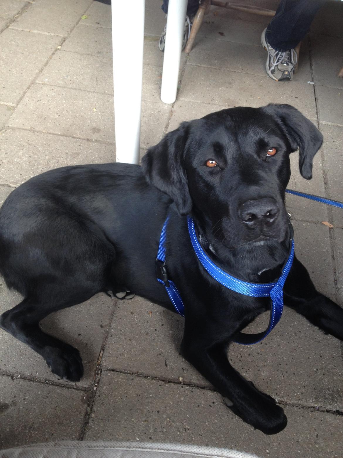 Labrador retriever Balou billede 9