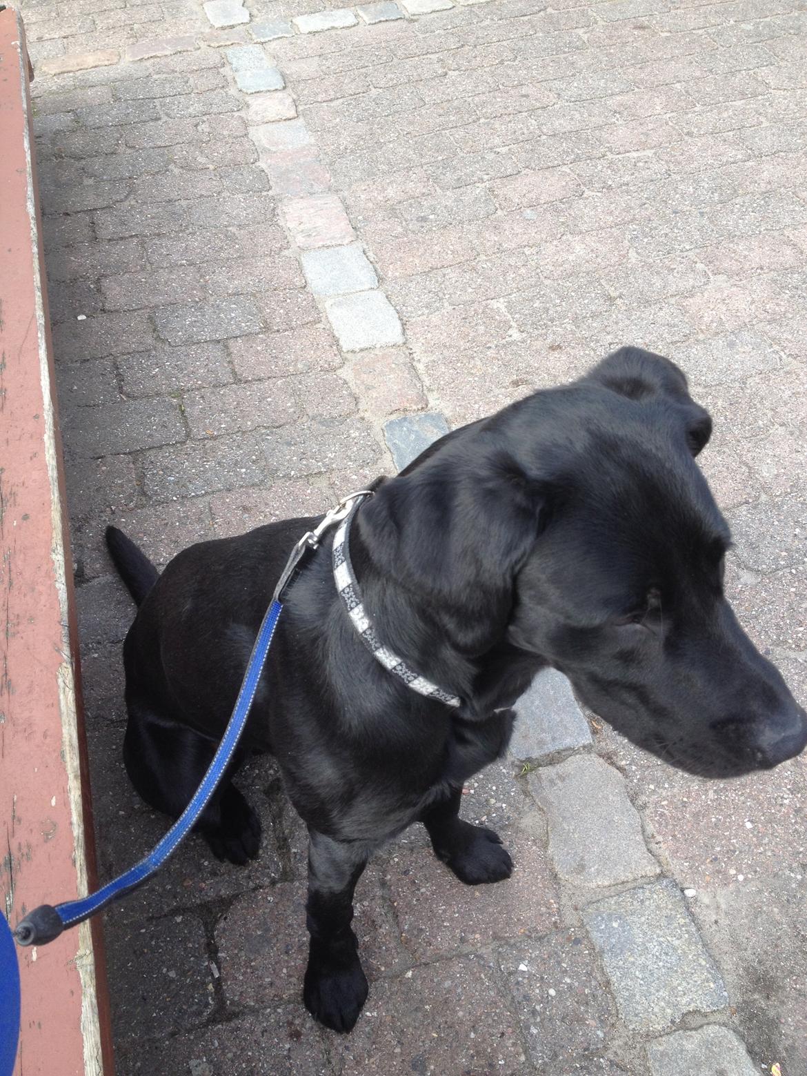 Labrador retriever Balou billede 10