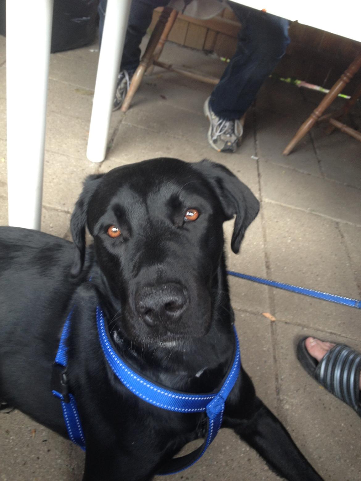 Labrador retriever Balou billede 11