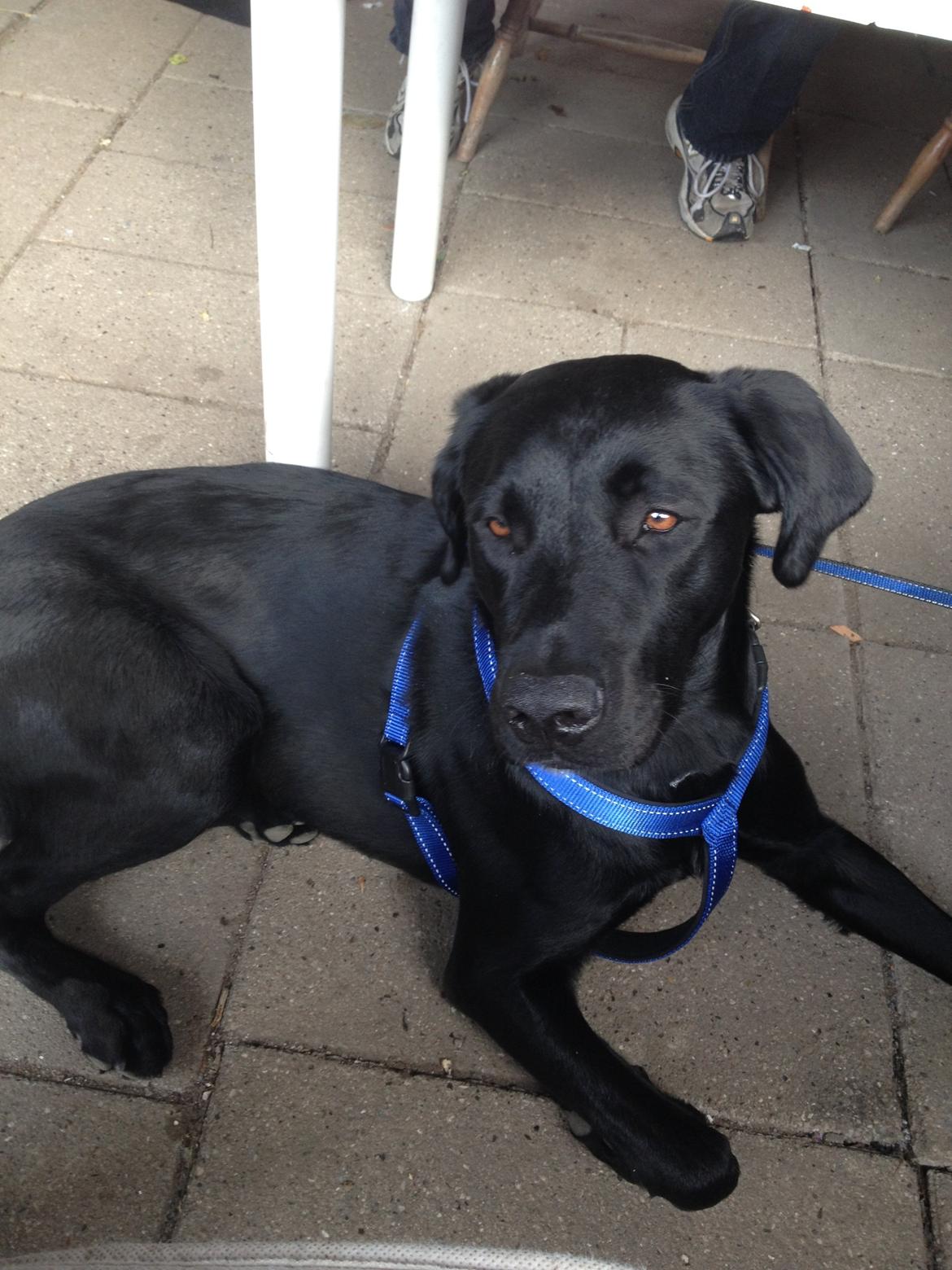 Labrador retriever Balou billede 12