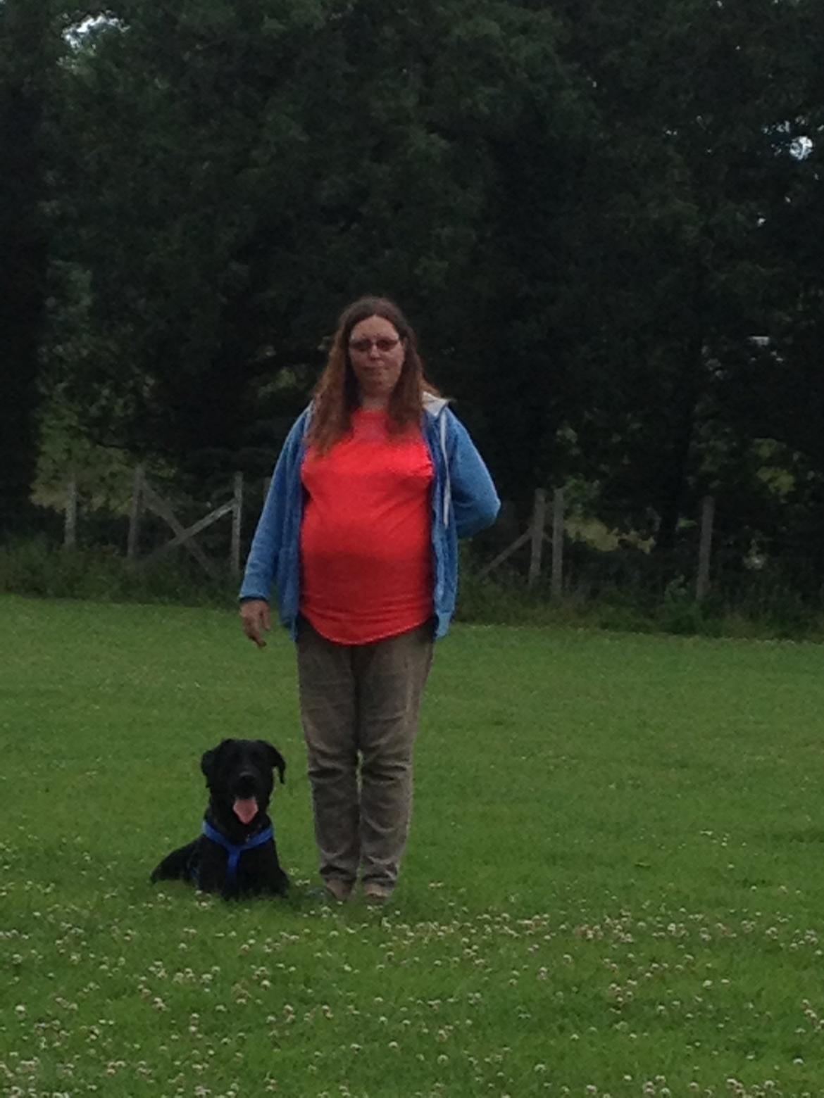 Labrador retriever Balou billede 13