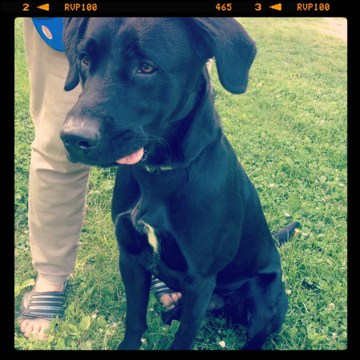 Labrador retriever Balou billede 14