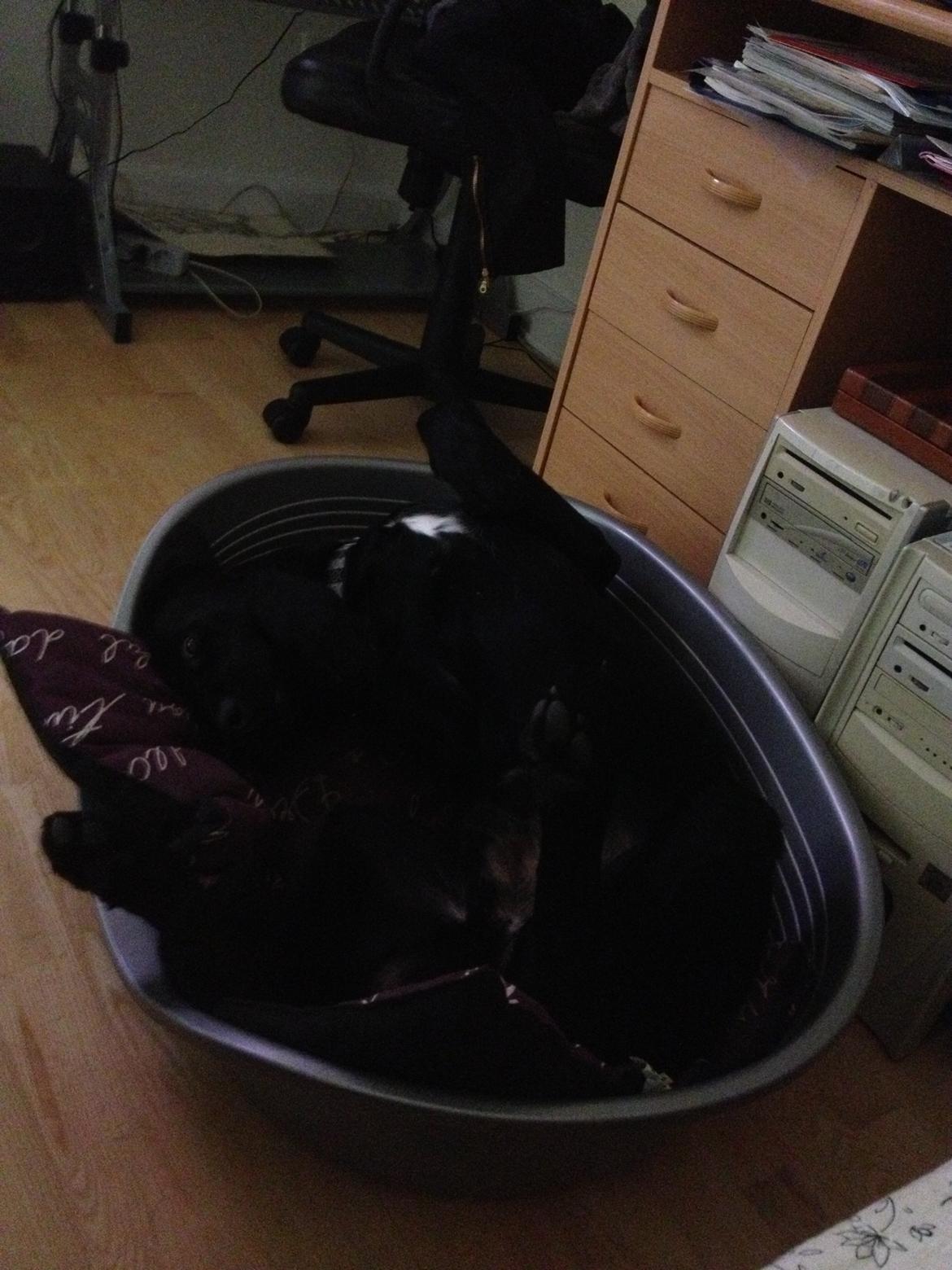 Labrador retriever Balou billede 15