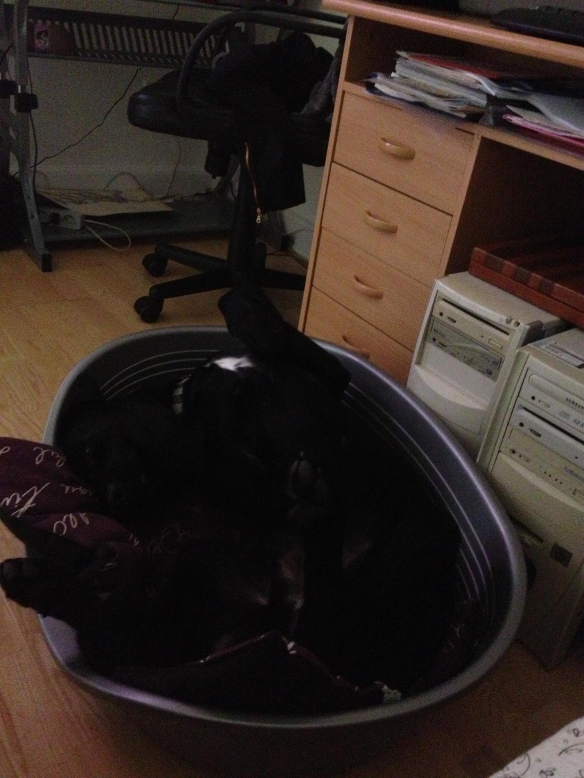 Labrador retriever Balou billede 16