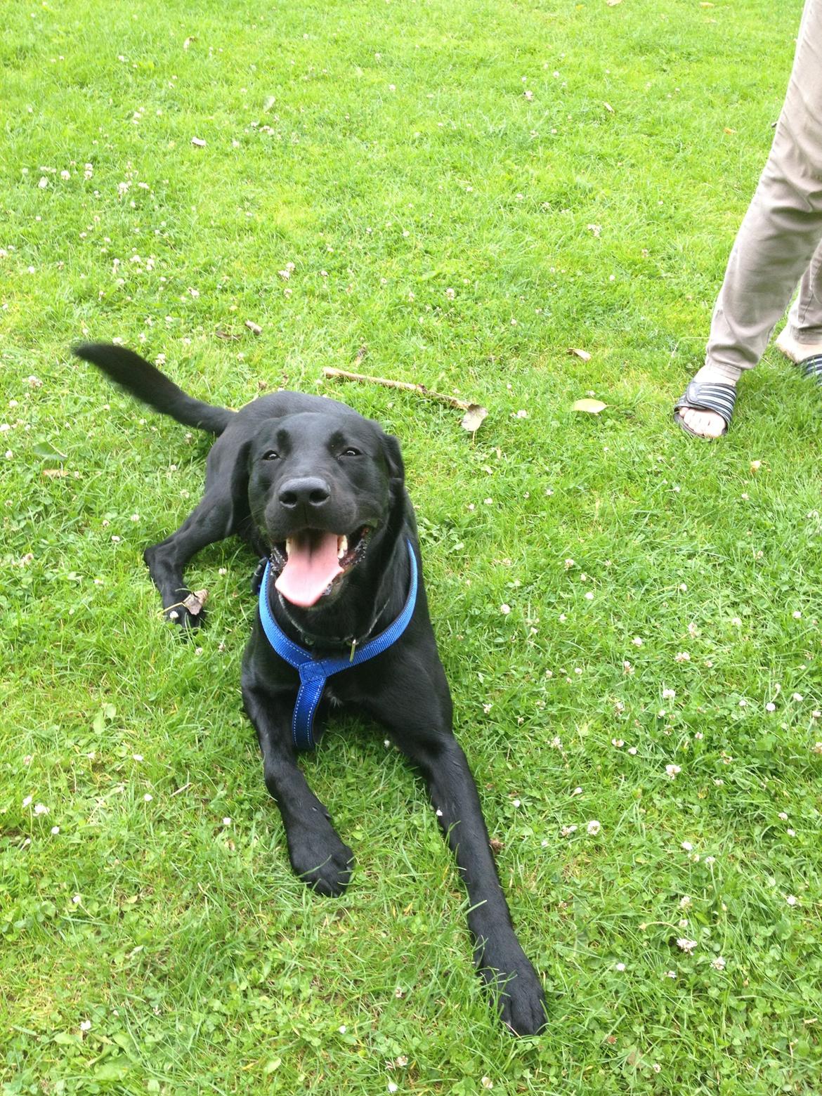 Labrador retriever Balou billede 17