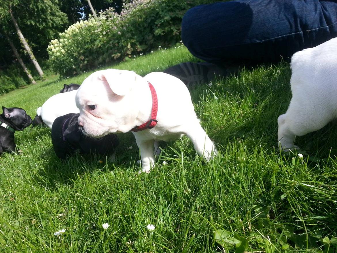 Fransk bulldog Karla billede 19